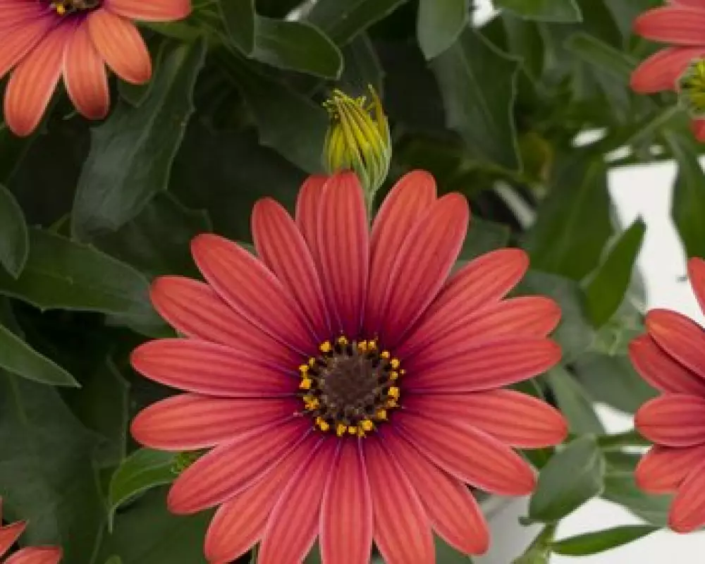 Остеоспермум FlowerPower® Red '21 (100 шт.)