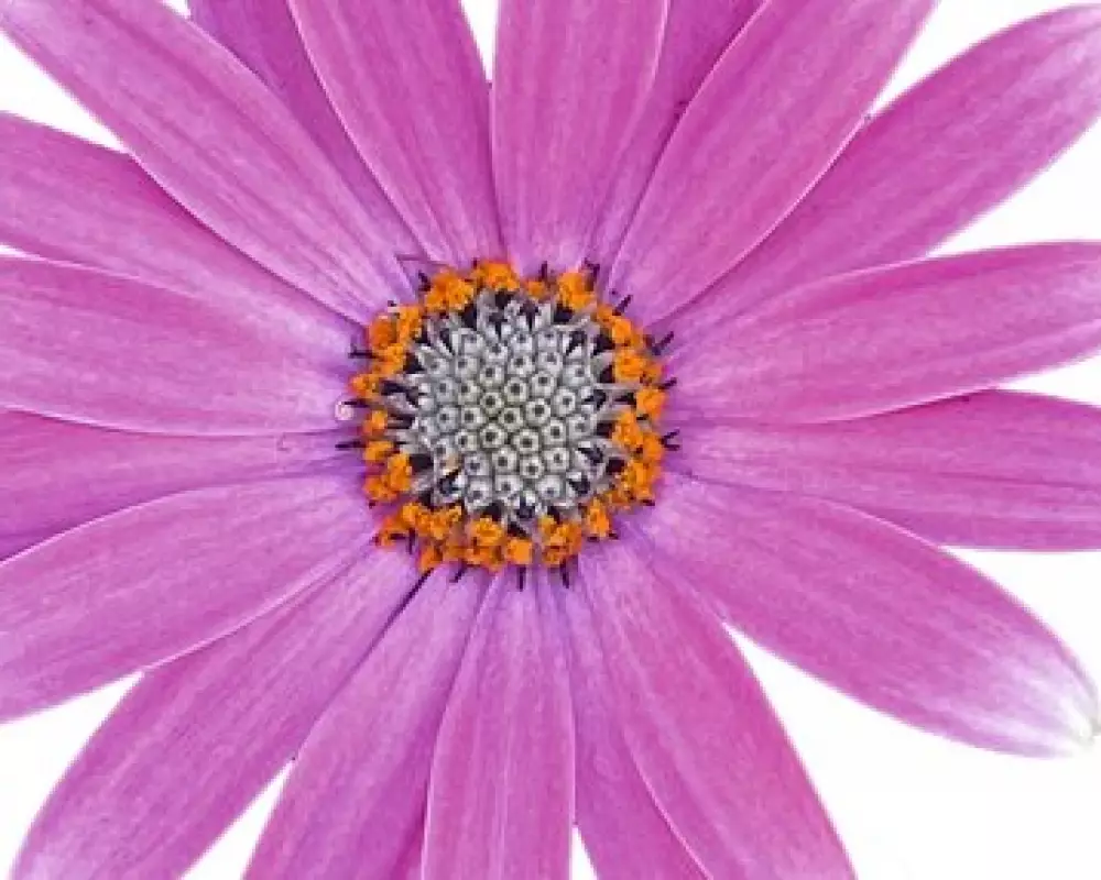 Остеоспермум FlowerPower® Soft Pink (100 шт.)