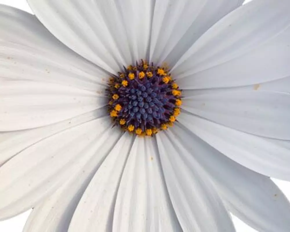 Остеоспермум FlowerPower® White '22 (100 шт.)