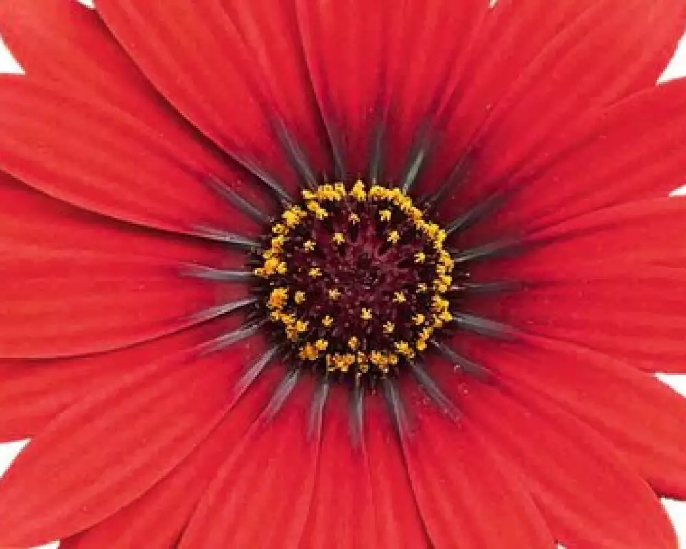 Остеоспермум FlowerPower® Red '27 (100 шт.)