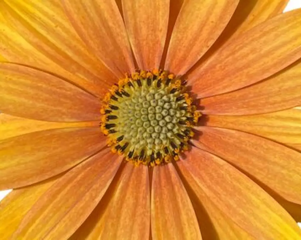 Остеоспермум FlowerPower® Summer Sun (100 шт.)