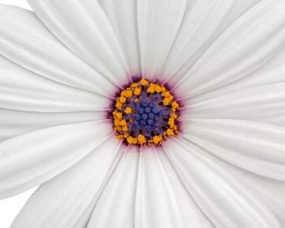 Остеоспермум FlowerPower® White '25 (100 шт.)