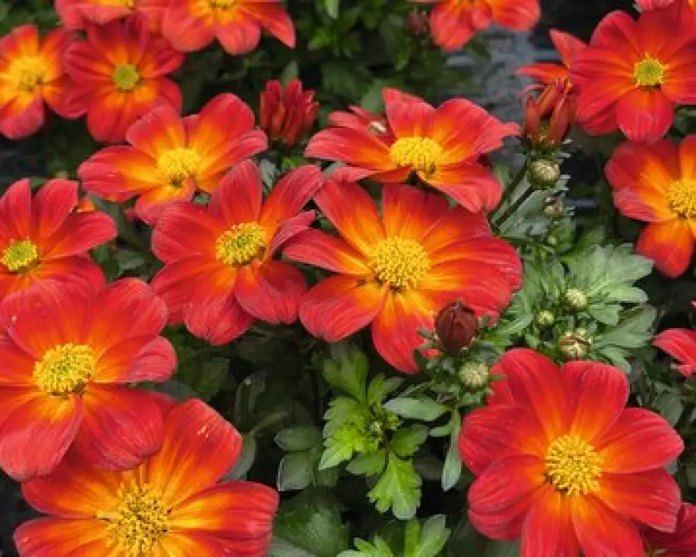 Биденс Eldoro® Red Yellow Center (100 шт.)