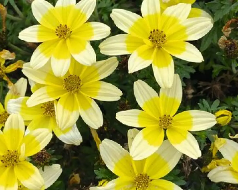 Биденс Eldoro® Yellow White (100 шт.)