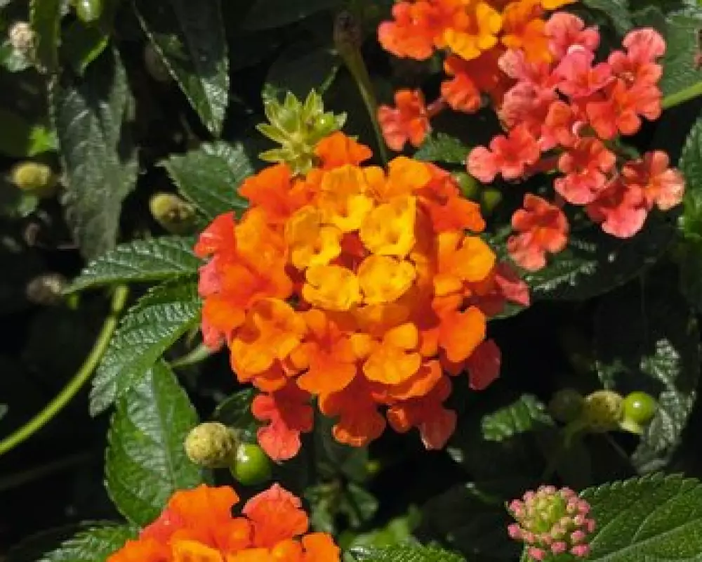 Лантана Sun Juana Orange (100 шт.)