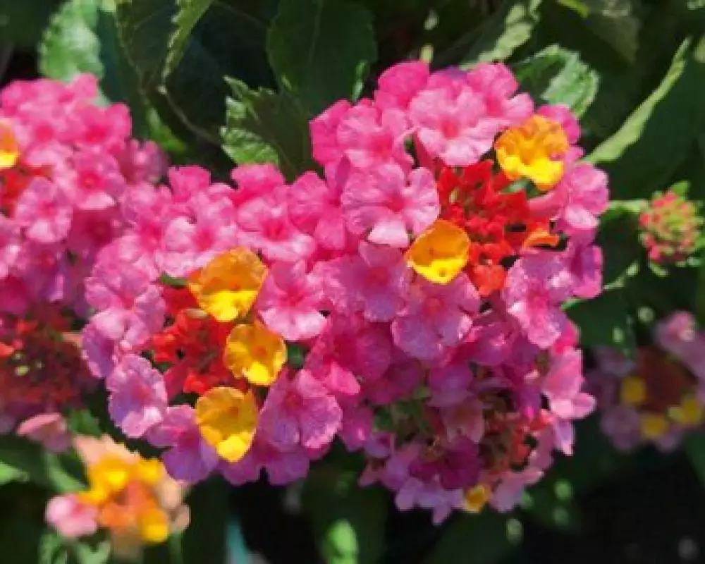 Лантана Sun Juana Pink (100 шт.)