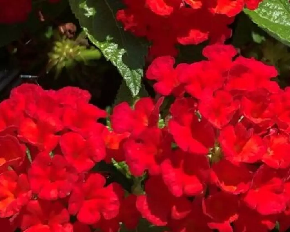 Лантана Sun Juana Red (100 шт.)