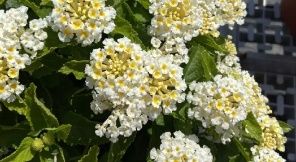 Лантана Sun Juana White (100 шт.)