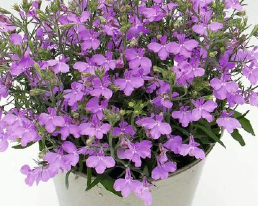 Лобелия Curacao® Compact Amethyst '26 (100 шт.)