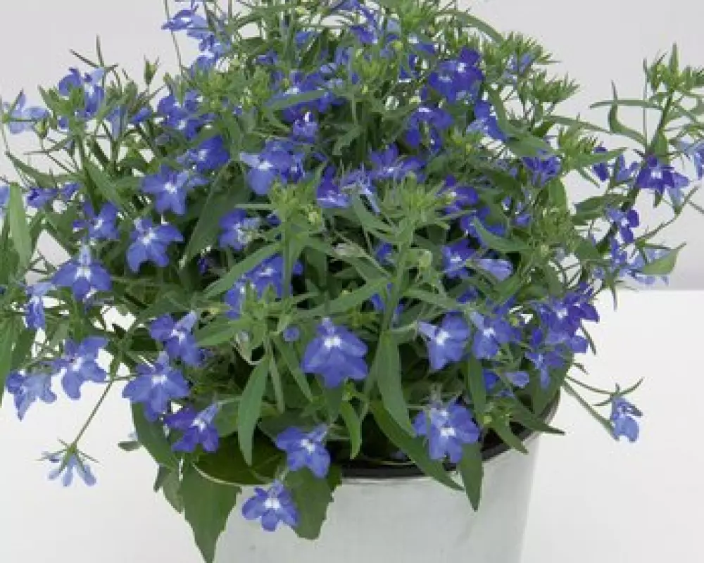 Лобелия Curacao® Compact Blue '12 (100 шт.)