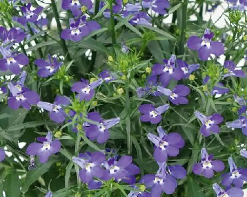 Лобелия Curacao® Compact Dark Blue '21 (100 шт.)