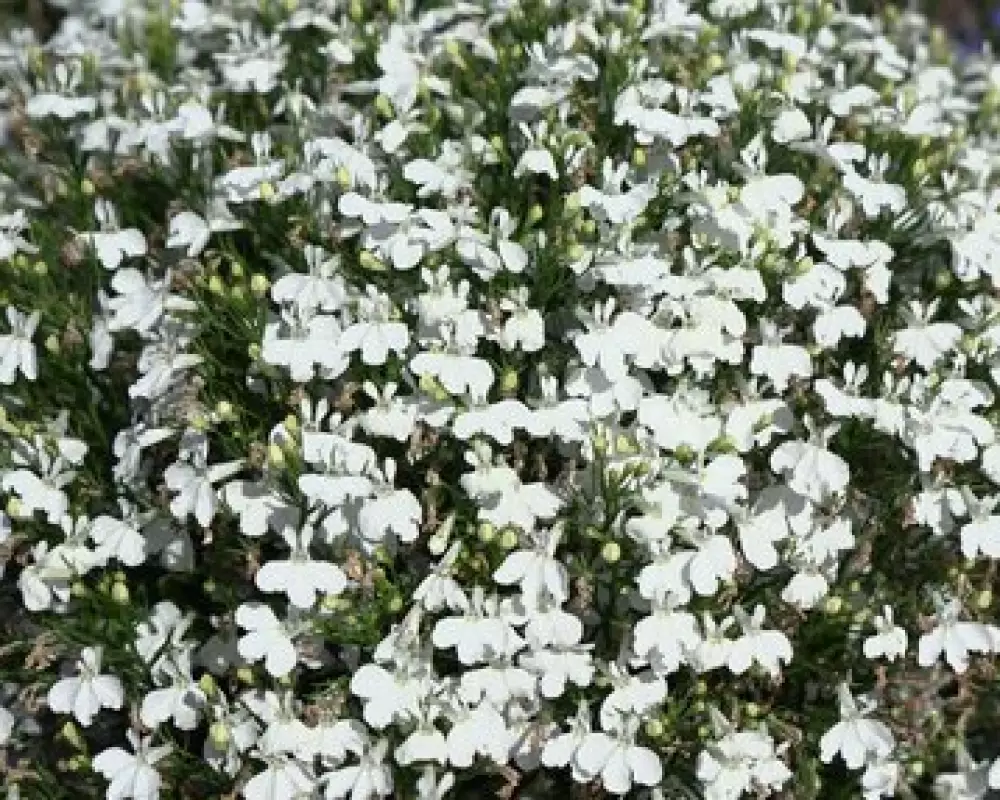 Лобелия Curacao® Compact White '22 (100 шт.)