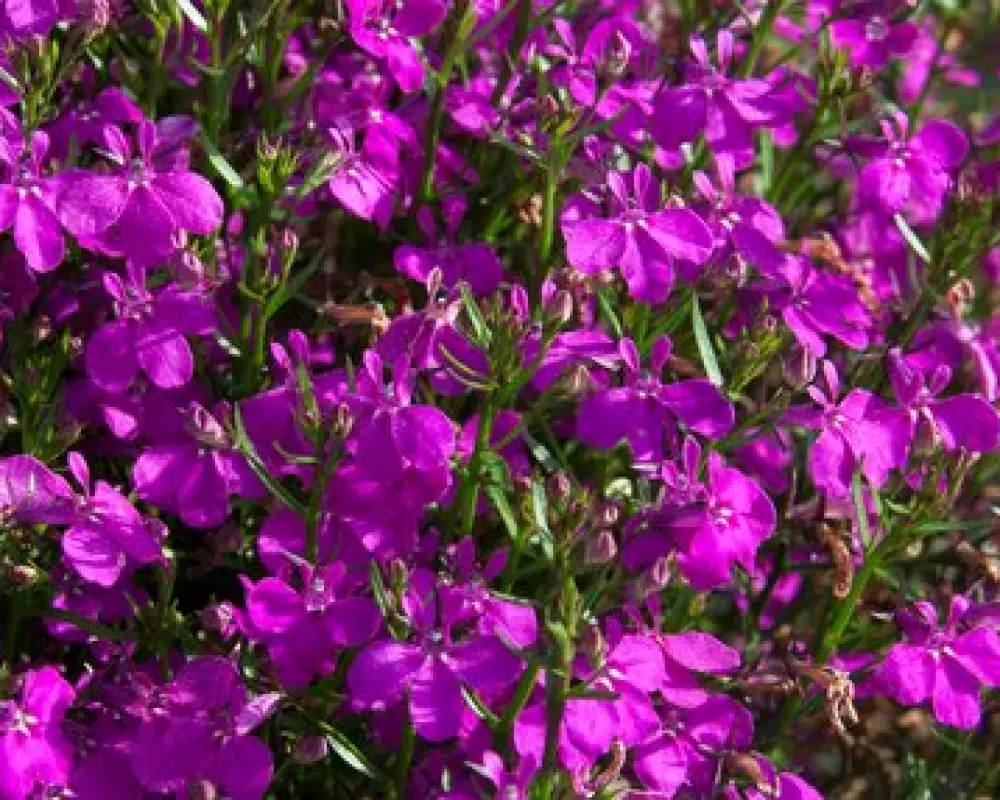 Лобелия Curacao® Dark Purple (100 шт.)