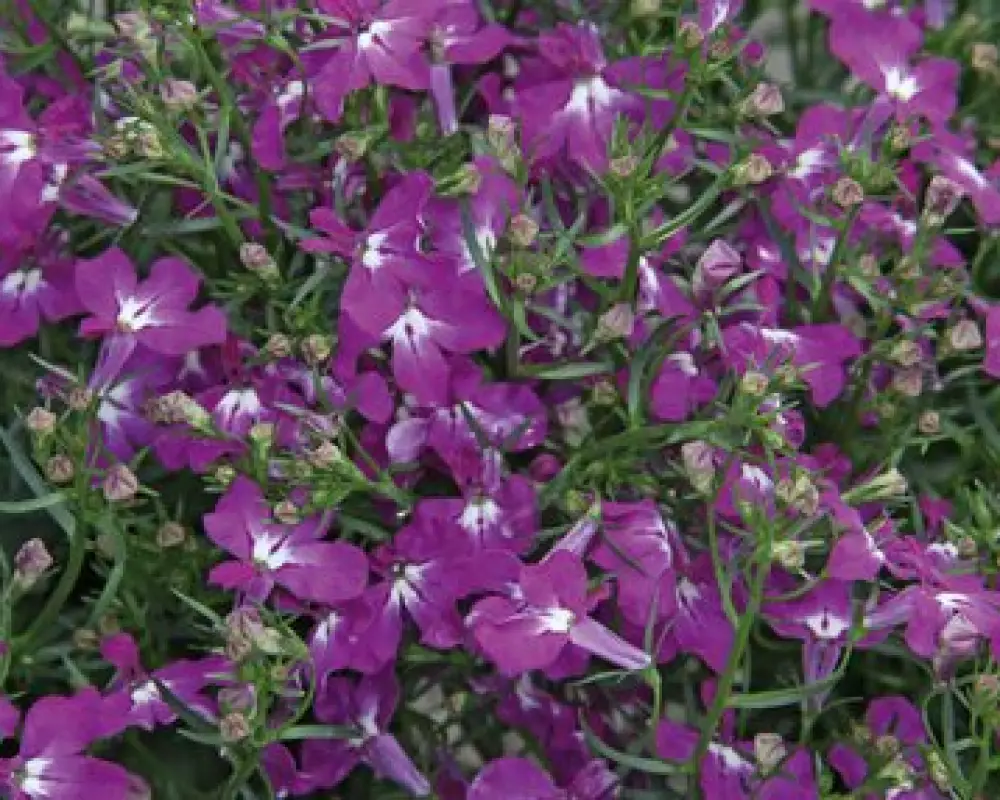 обелия Curacao® Electric Purple (100 шт.)