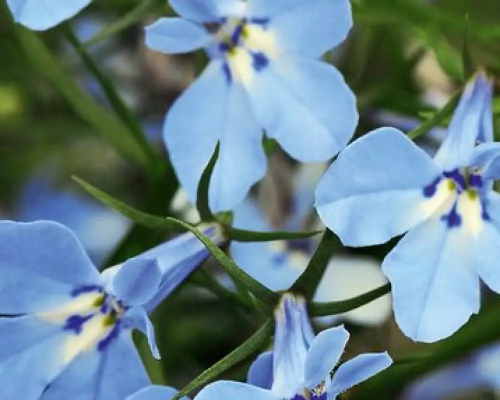 обелия Curacao® Light Blue (100 шт.)