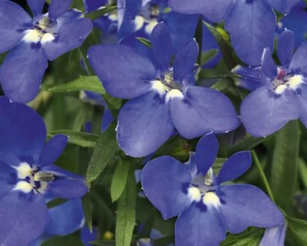 обелия Curacao® Midnight Blue (100 шт.)