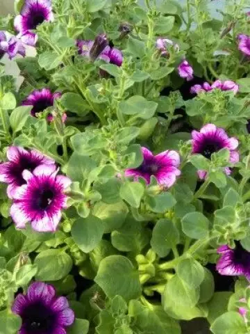 Петуния AlpeTunia® Blueberry '25 (100 шт.)
