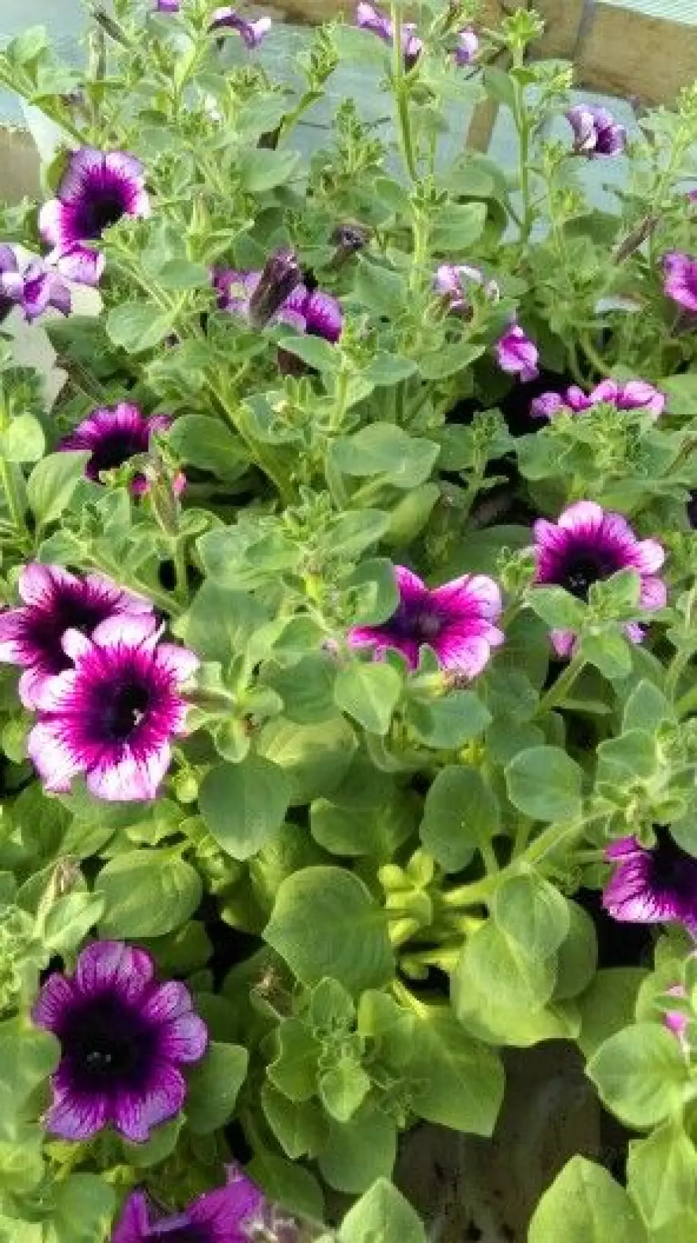 Петуния AlpeTunia® Blueberry '25 (100 шт.)