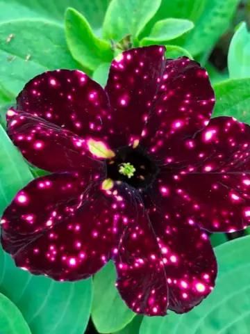 Петуния AlpeTunia® Burgundy Sky (100 шт.)