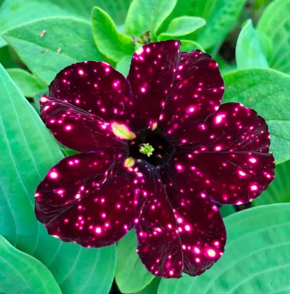 Петуния AlpeTunia® Burgundy Sky (100 шт.)