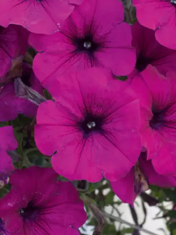 Петуния AlpeTunia® Dark Purple (100 шт.)