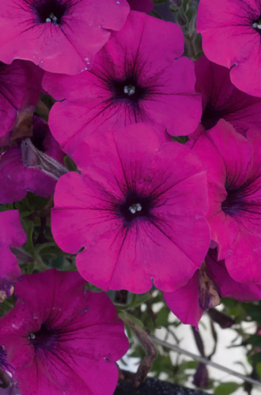 Петуния AlpeTunia® Dark Purple (100 шт.)