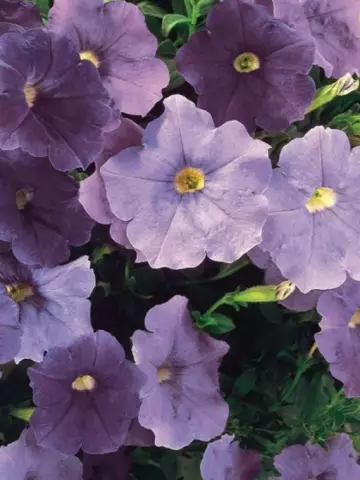 Петуния AlpeTunia® Light Blue '26 (100 шт.)