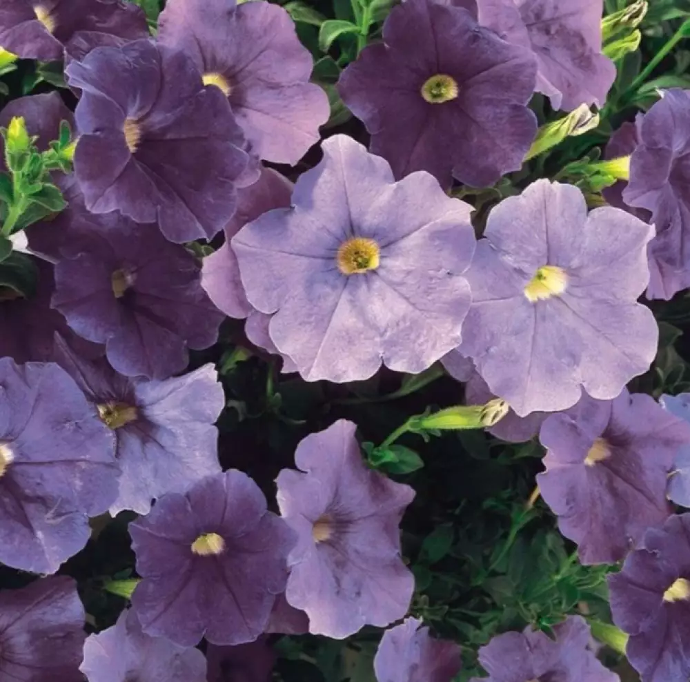 Петуния AlpeTunia® Light Blue '26 (100 шт.)