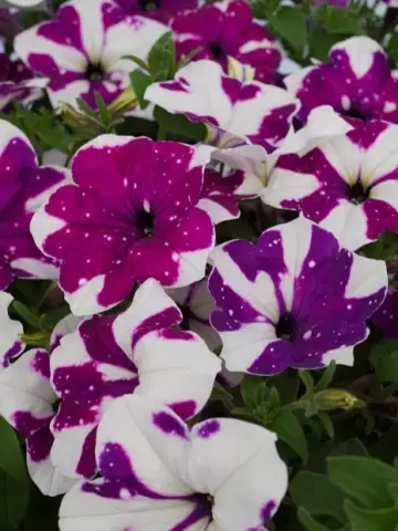 Петуния AlpeTunia® Purple White Sky (100 шт.)