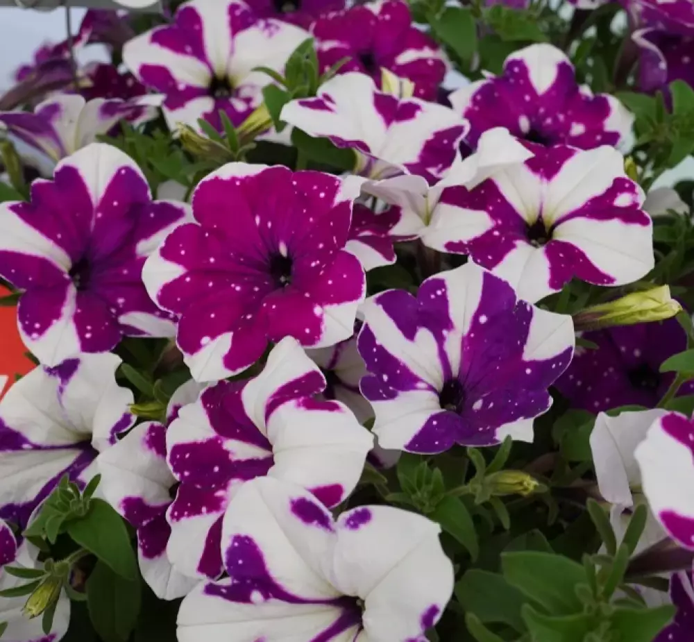 Петуния AlpeTunia® Purple White Sky (100 шт.)