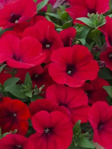 Петуния AlpeTunia® Red Velvet (100 шт.)