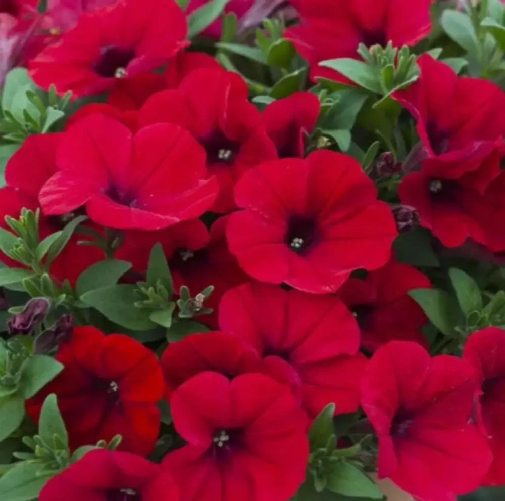 Петуния AlpeTunia® Red Velvet (100 шт.)