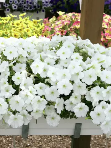 Петуния AlpeTunia® White '25 (100 шт.)