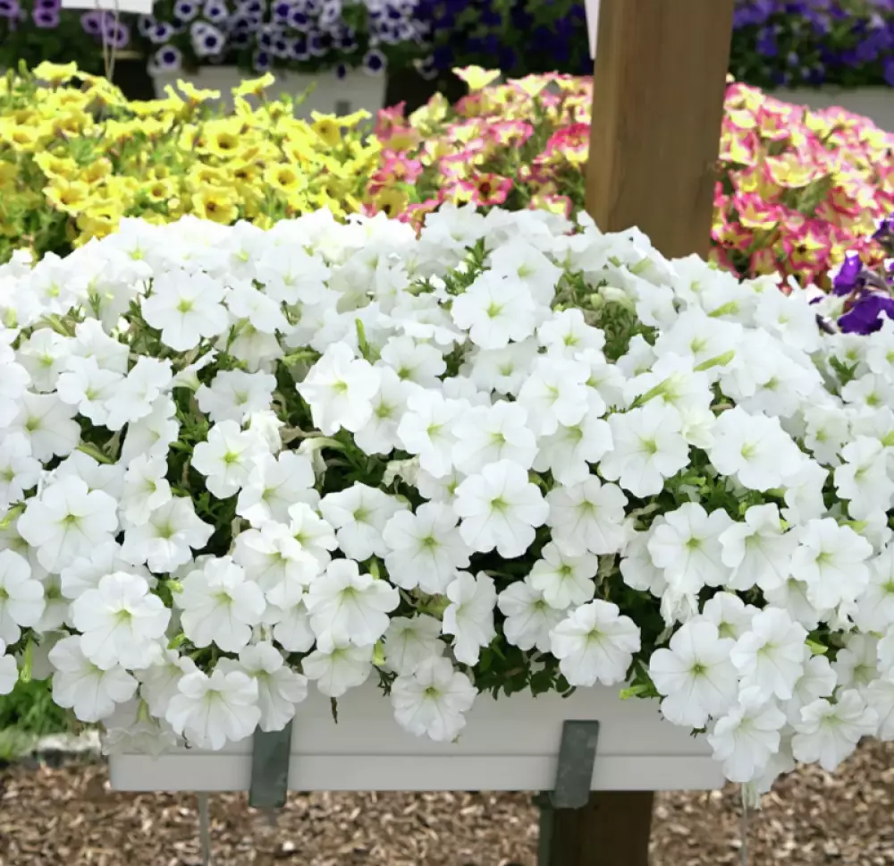 Петуния AlpeTunia® White '25 (100 шт.)