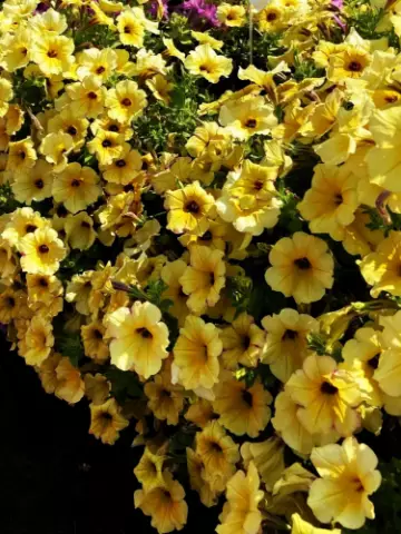 Петуния AlpeTunia® Yellow Dark Center (100 шт.)