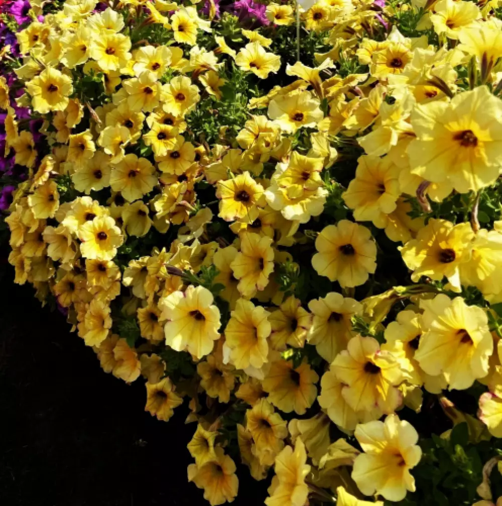 Петуния AlpeTunia® Yellow Dark Center (100 шт.)
