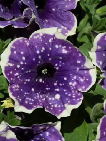 Петуния Bonnie Blueberry Sky (100 шт.)