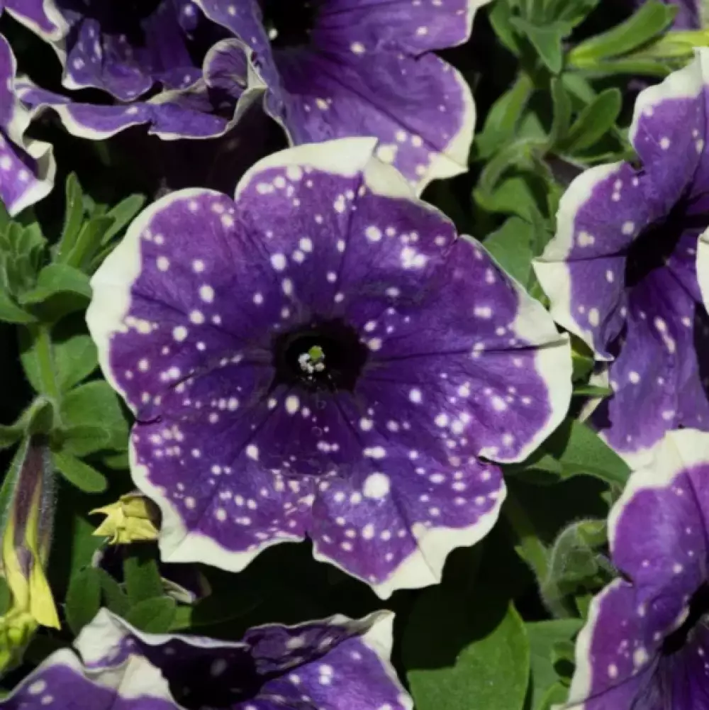 Петуния Bonnie Blueberry Sky (100 шт.)