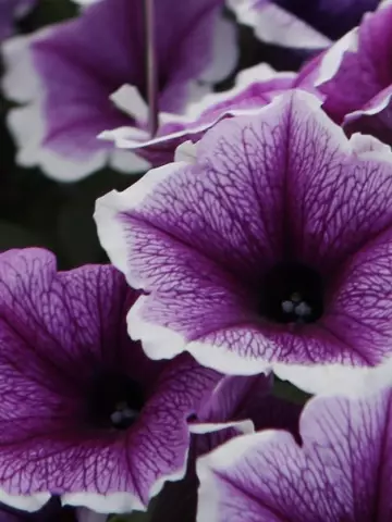 Петуния Bonnie Lavender Face (100 шт.)