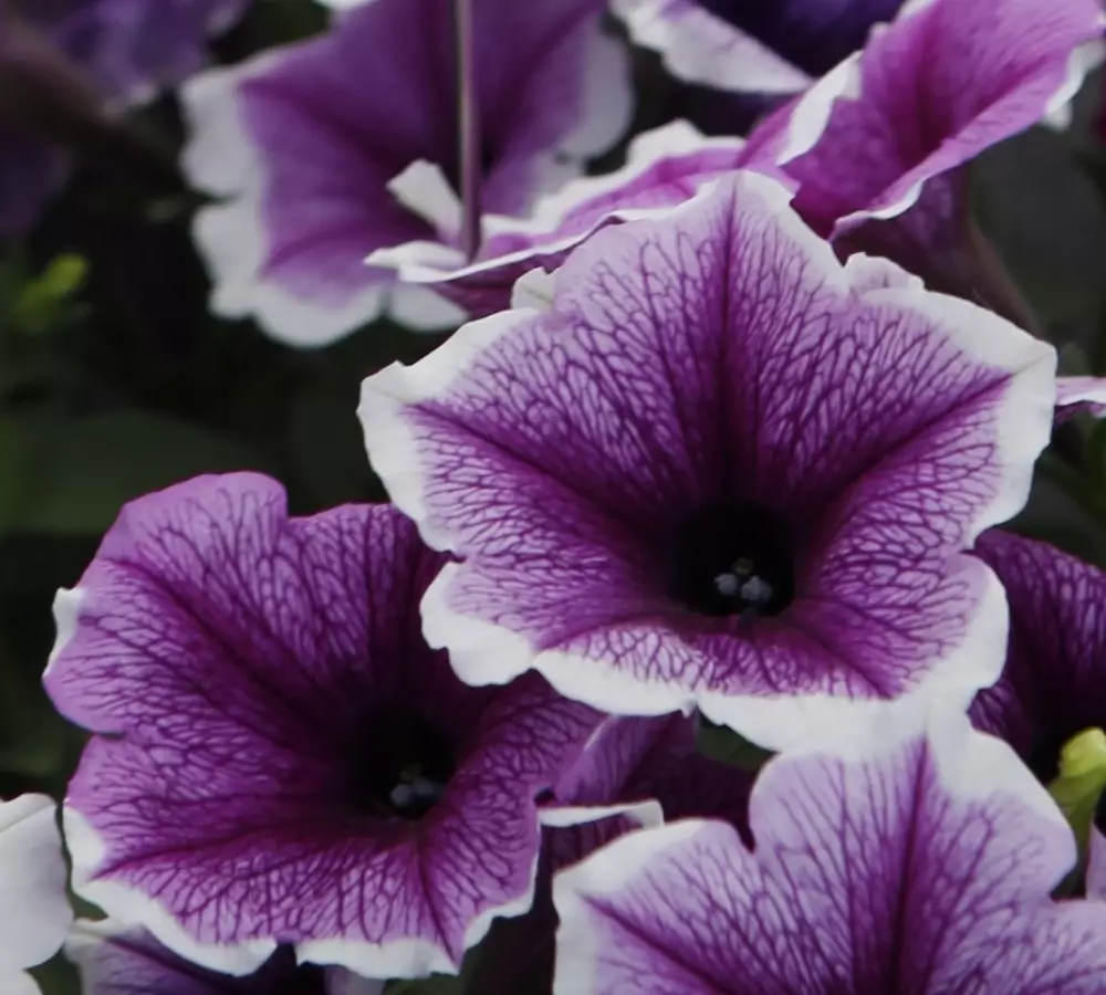 Петуния Bonnie Lavender Face (100 шт.)