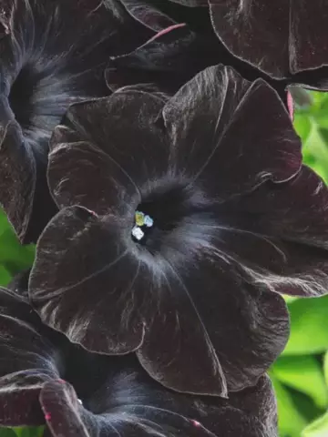 Петуния Bonnie Velvet '20 (100 шт.)