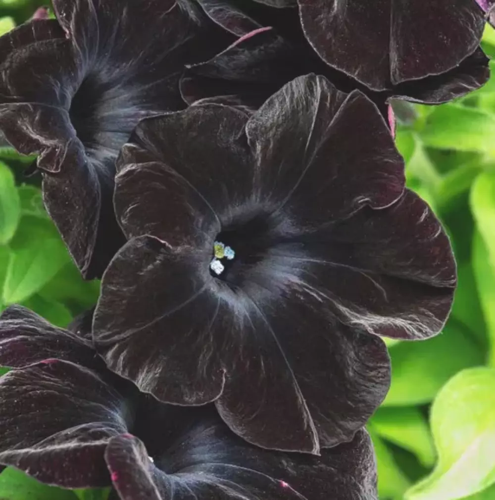 Петуния Bonnie Velvet '20 (100 шт.)