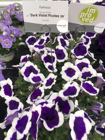 Петуния Famous Dark Violet Picotee '20 (100 шт.)