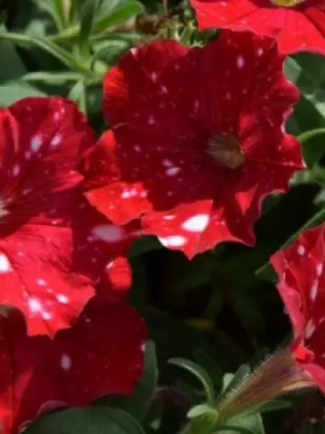 Петуния Famous Electric Red (100 шт.)