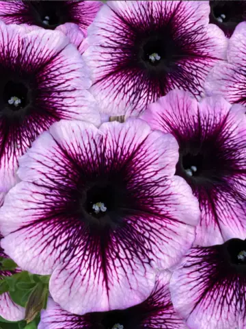 Петуния Famous Violet Dark Eye '23 (100 шт.)