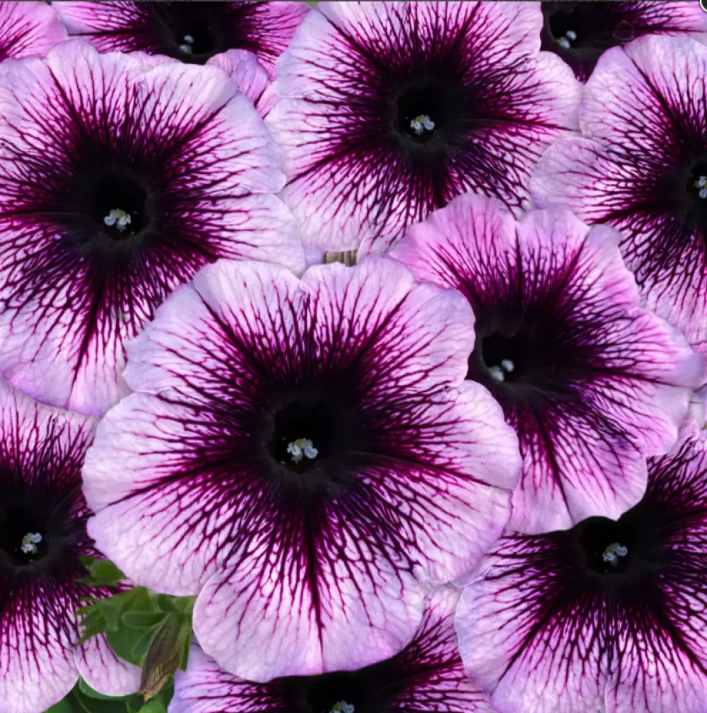 Петуния Famous Violet Dark Eye '23 (100 шт.)