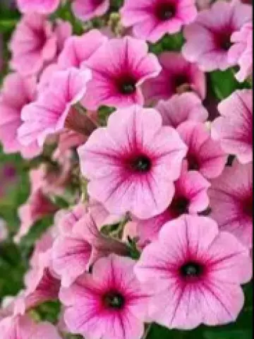 Петуния Spice Pearls® Bright Pink (100 шт.)