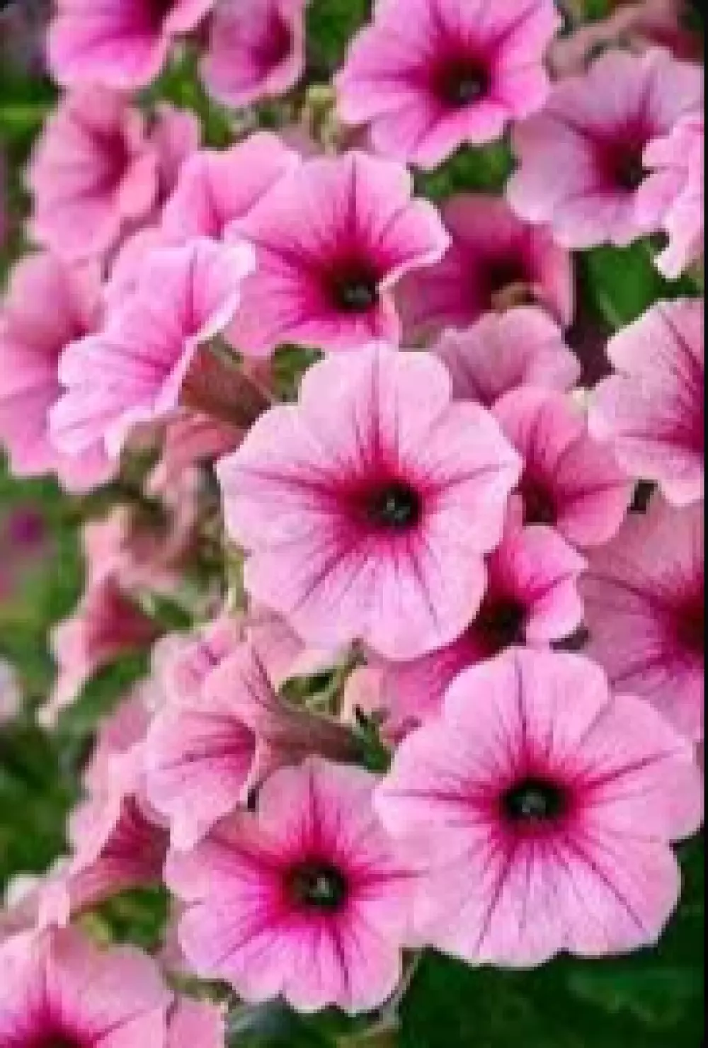 Петуния Spice Pearls® Bright Pink (100 шт.)
