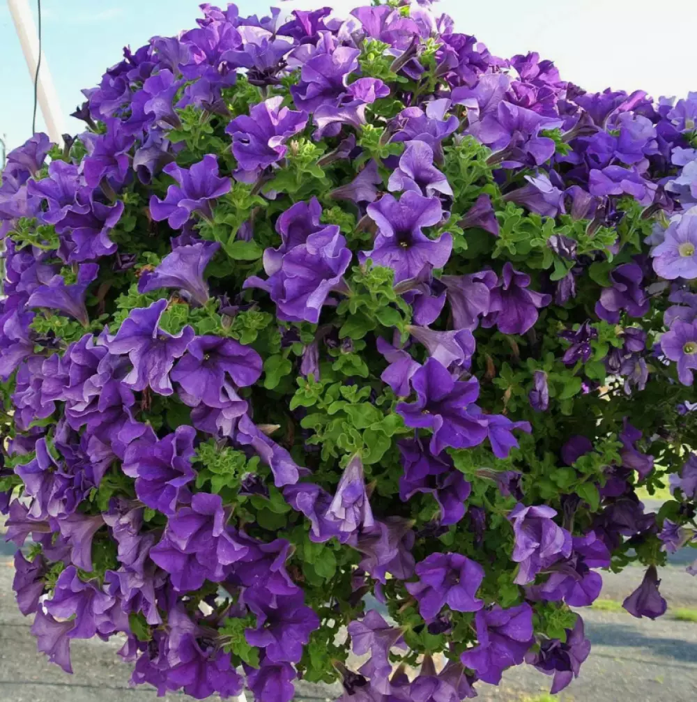 Петуния Surfinia® Giant Blue (100 шт.)