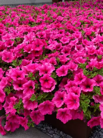 Петуния Surfinia® Hot Pink 05 (100 шт.)